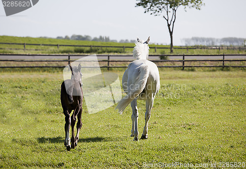 Image of White mare with foal