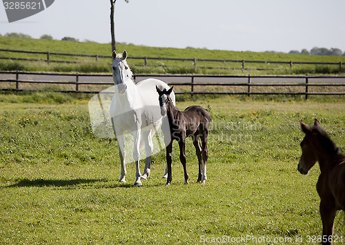 Image of white mare with foal