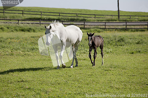 Image of Mare and foal on pasture