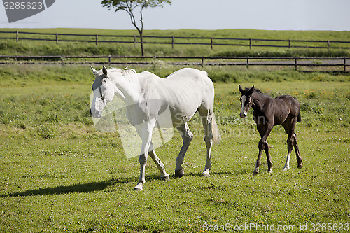 Image of Mare with foal