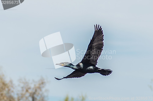 Image of Double-crested Cormorant flying over water