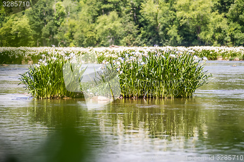 Image of spider water lilies in landsford state park south carolina