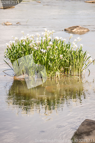 Image of spider water lilies in landsford state park south carolina