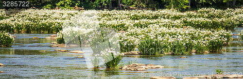 Image of spider water lilies in landsford state park south carolina