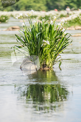 Image of spider water lilies in landsford state park south carolina