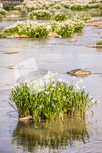 Image of spider water lilies in landsford state park south carolina