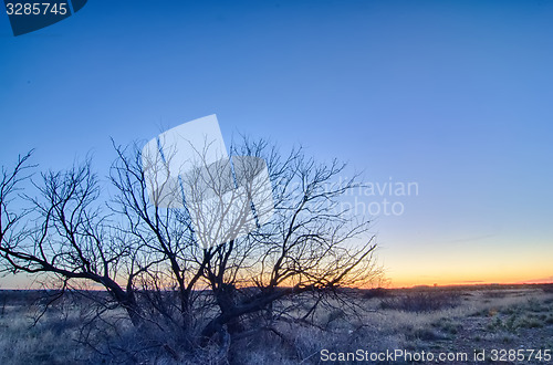 Image of early morning with a lone tree branches in a new mexico desert