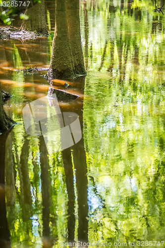 Image of cypress forest and swamp of Congaree National Park in South Caro