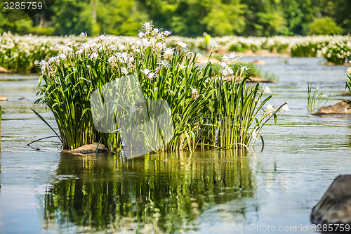 Image of spider water lilies in landsford state park south carolina