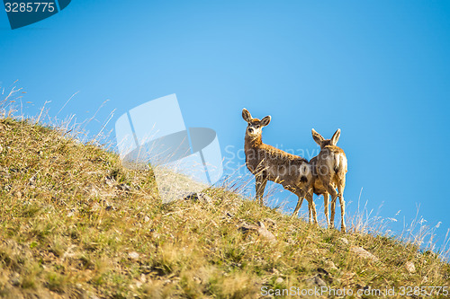 Image of two young deer standing on top of hill