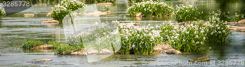 Image of spider water lilies in landsford state park south carolina