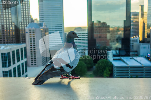 Image of pigeon bird with city skyline in background