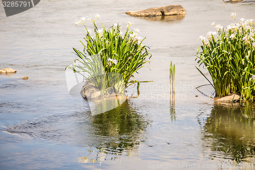 Image of spider water lilies in landsford state park south carolina