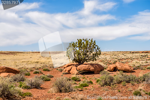 Image of lone tree grwong between rocks in arizona desert