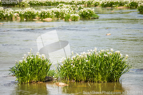 Image of spider water lilies in landsford state park south carolina