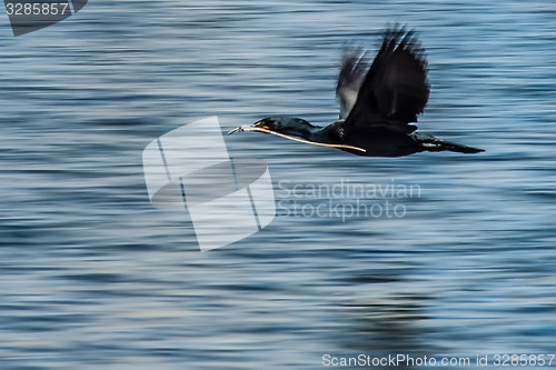 Image of Double-crested Cormorant flying over water