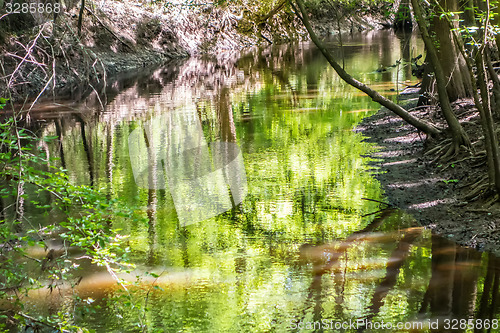 Image of cypress forest and swamp of Congaree National Park in South Caro