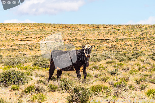 Image of wild cow on canyonlands farm pasture in utah and arizona