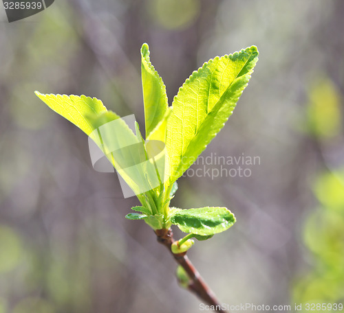 Image of apple leaves