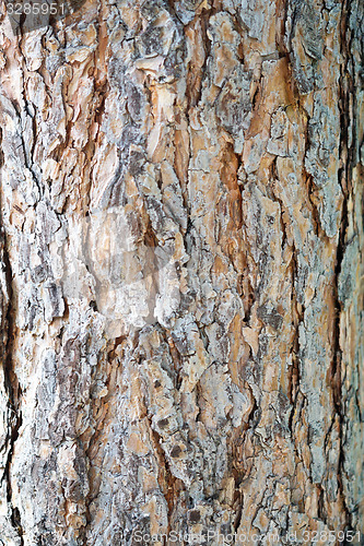 Image of pine bark