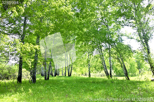 Image of birch forest