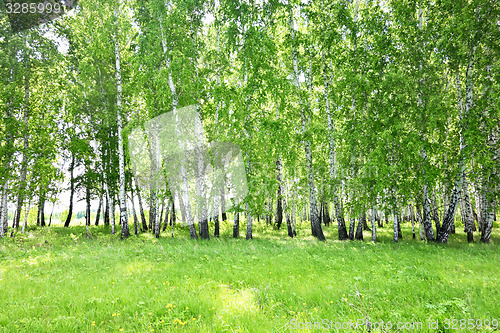 Image of birch forest