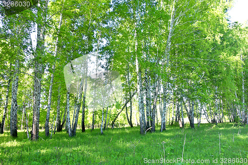 Image of birch forest