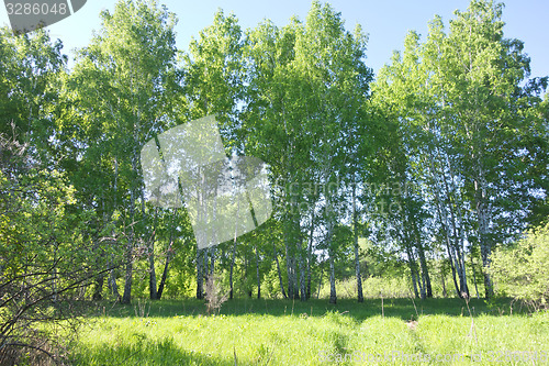 Image of birch forest