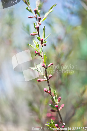 Image of Russian almond