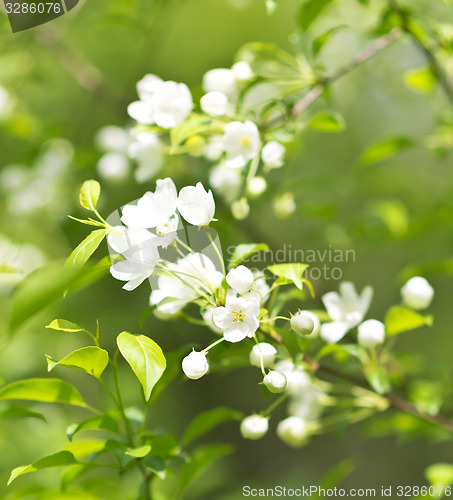 Image of apple blossom