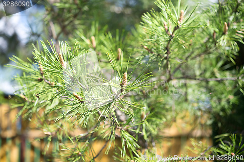 Image of pine tree