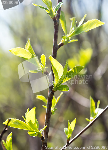 Image of cherry leaves