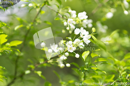 Image of apple blossom