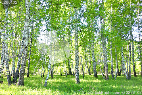 Image of birch forest