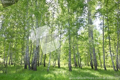 Image of birch forest