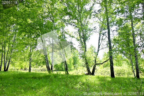 Image of birch forest