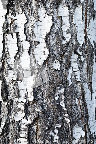 Image of birch bark