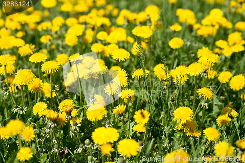 Image of dandelions