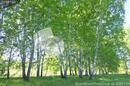 Image of birch forest