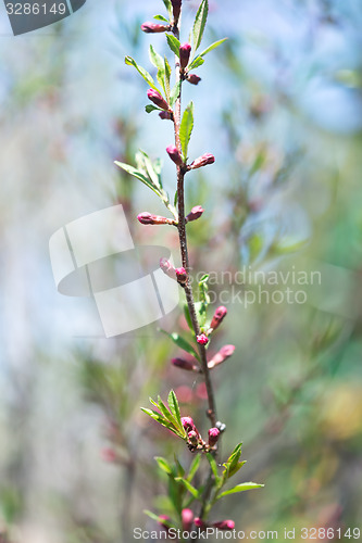 Image of Russian almond