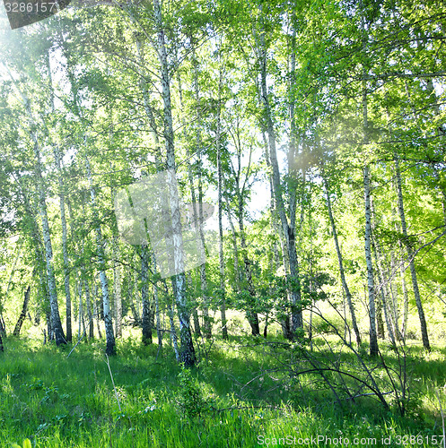 Image of birch forest
