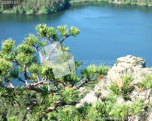 Image of pine tree