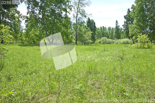 Image of birch forest