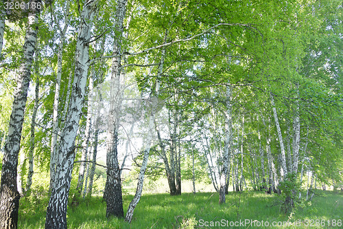 Image of birch forest