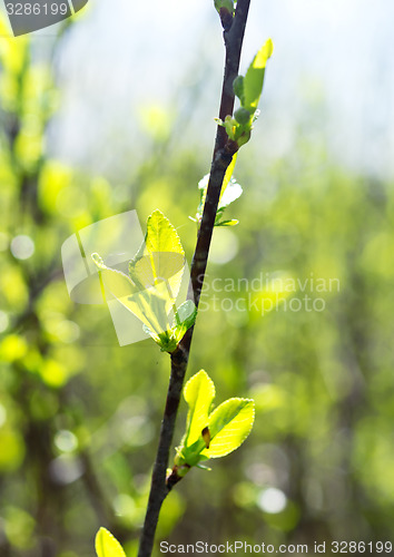 Image of cherry leaves