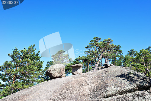 Image of pines on mountain