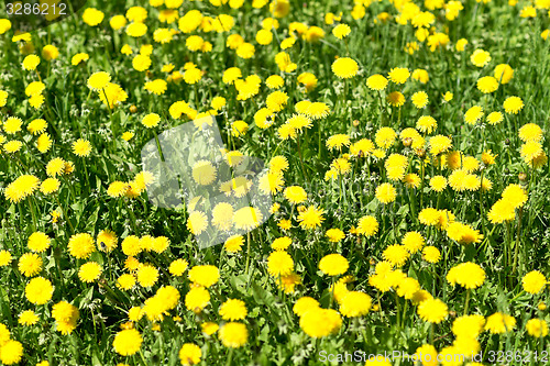 Image of dandelions