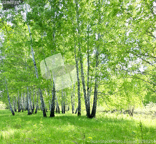 Image of birch forest