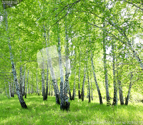 Image of birch forest