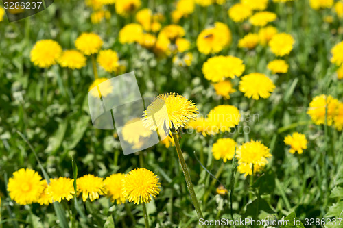 Image of dandelions